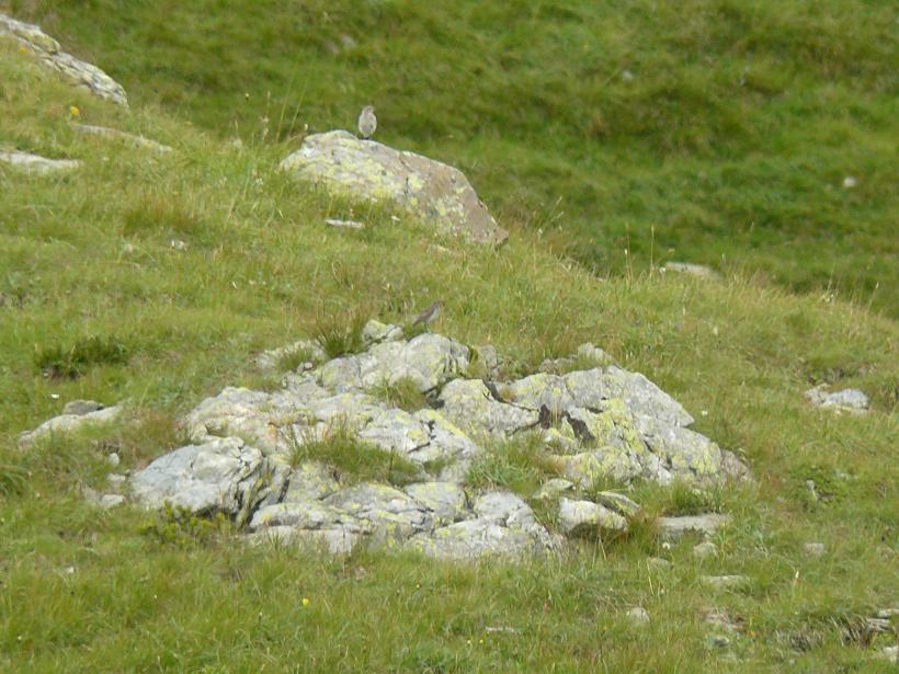 uccelli prati alpini